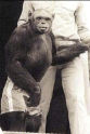 Wallace Swett Humanzee: The Human Chimp