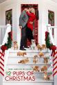 Steven Ted Beckler 12 Pups of Christmas
