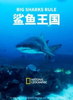 鲨鱼王国海报封面图