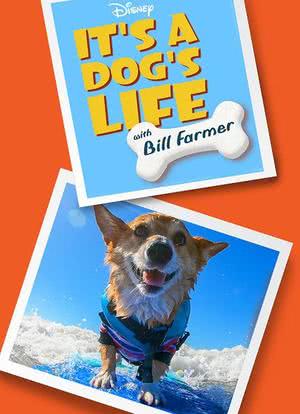 比尔·法默之与狗同行海报封面图
