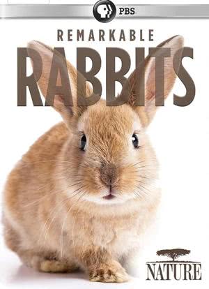了不起的兔子海报封面图