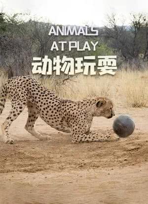 动物玩耍海报封面图