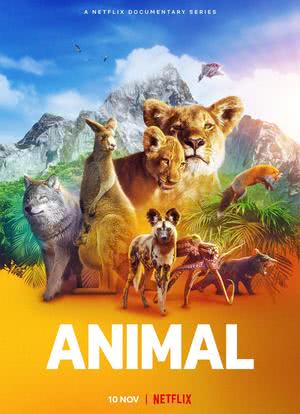 动物本色 第一季海报封面图