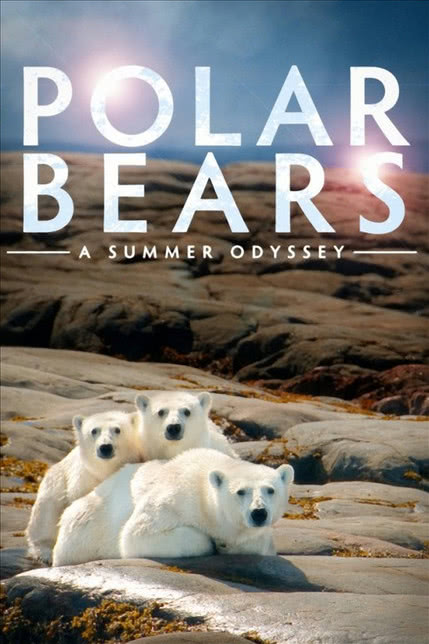 北极熊：一个夏天的奥德赛海报剧照