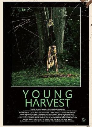 Young Harvest海报封面图