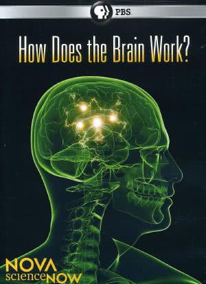PBS新星今日科学系列 大脑的奥秘海报封面图
