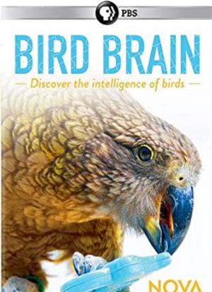 揭秘鸟类大脑海报封面图