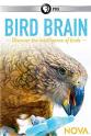 Auguste von Bayern 揭秘鸟类大脑