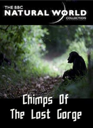 失落峡谷的黑猩猩海报封面图