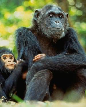 [国家地理杂志，顶级野生动物电影集05] 黑猩猩海报封面图