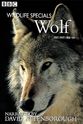 Anna Brazzou BBC Wildlife Specials—Wolf