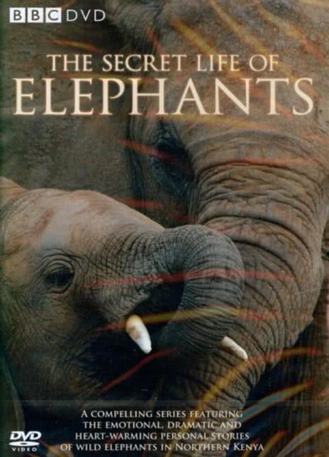大象的秘密 2023美国纪录片 1080p.HD中字