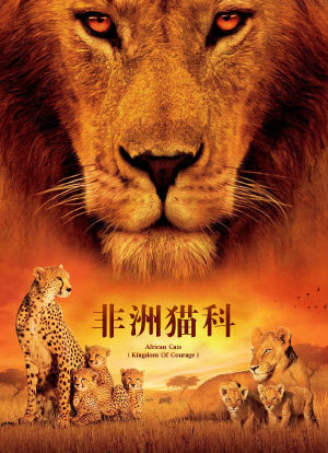 非洲猫科海报封面图