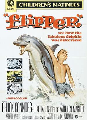 海豚飞宝海报封面图