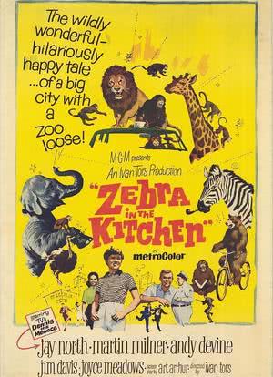 Zebra in the Kitchen海报封面图