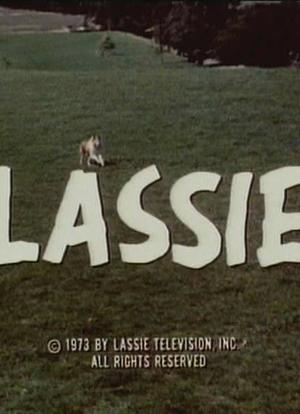 Lassie: Peace Is Our Profession (TV)海报封面图