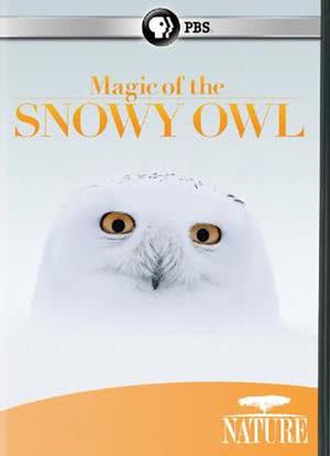 神奇的雪鸮海报封面图