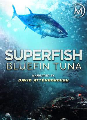 Superfish Bluefin Tuna海报封面图