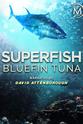 Rick Rosenthal Superfish Bluefin Tuna