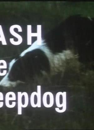 Flash the Sheepdog海报封面图