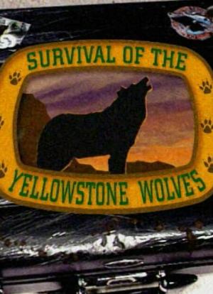 Survival of the Yellowstone Wolves海报封面图