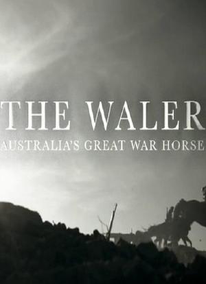 沃勒：澳大利亚的一战战马海报封面图