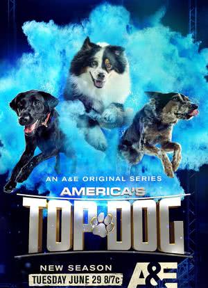 America's Top Dog海报封面图