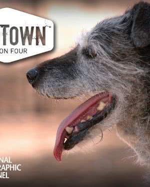 DogTown海报封面图