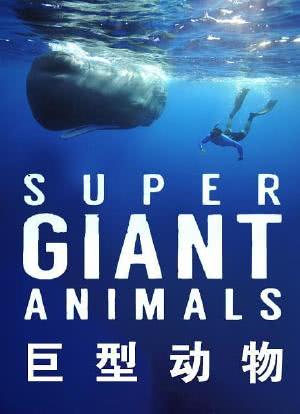 Supergiant Animals海报封面图