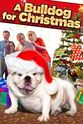 Amy Taint A Bulldog for Christmas