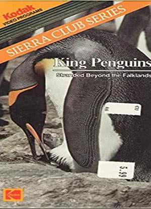 King Penguin: Stranded Beyond the Falklands海报封面图